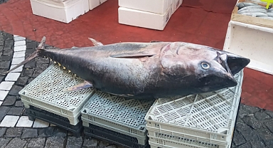 Dev Orkinos Tezgaha Çıktı!