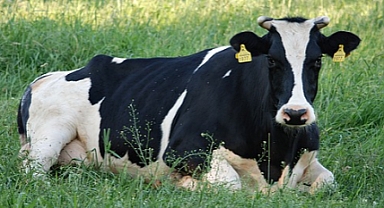 Düve Alım Desteği Başvuru Süreleri Uzatıldı