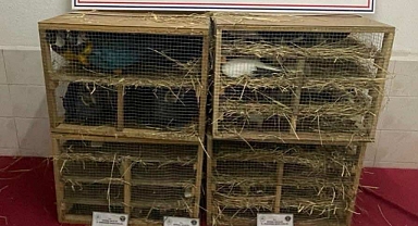 Edirne'de, kamyonette 124 kuş ele geçirildi