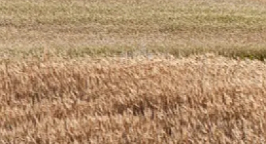 Hububat Ekim Alanlarının Kontrolleri Devam Ediyor