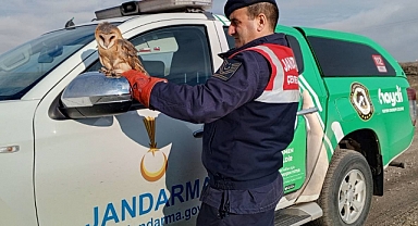 Jandarmanın bulduğu uçamayan peçeli baykuş, koruma altında