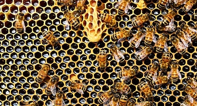 Kilolarca arı keki dağıtımı yapıldı