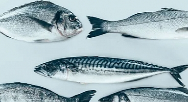 Küçük Ölçekli Balıkçılık Destekleme Başvuruları Başladı