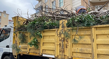 Lüleburgaz'da Şiddetli Rüzgar ve Sağanak Yağış Ağaçları Vurdu