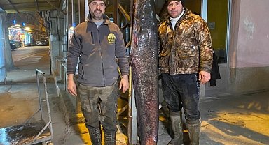 Meriç Nehri'nde 2 metre, 70 kilo yayın yakaladılar