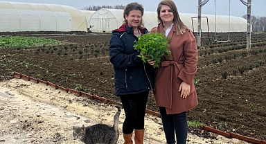 Örtü Altı Sebze Üretimine Devam Ediyor