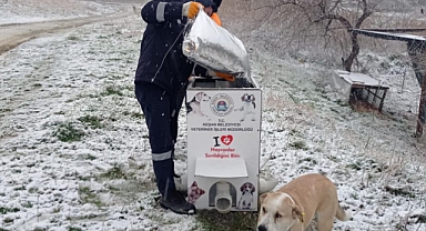 Sokak Hayvanları İçin Yardım Eli