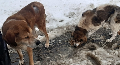 Sokak Hayvanlarının Karla Yaşam Mücadelesi