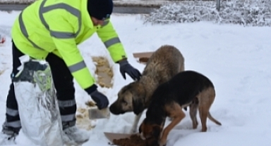TEKİRDAĞ BÜYÜKŞEHİR BELEDİYESİ SOKAKTAKİ CANLARIMIZA SAHİP ÇIKAMAYA DEVAM EDİYOR