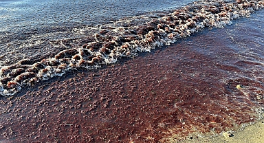 Tekirdağ'da sahil yine yosunla kaplandı