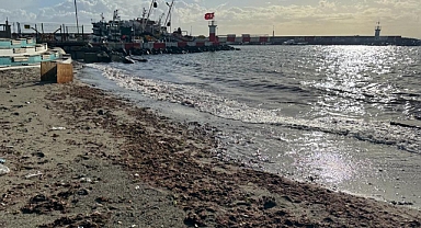 Tekirdağ'da sahil yosunla kaplandı