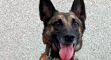 Tekirdağ'ın narkotik köpeği Larissa öldü