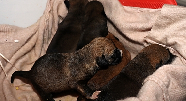 Temizlik işçileri çöp konteynerindeki kolide 5 yavru köpek buldu
