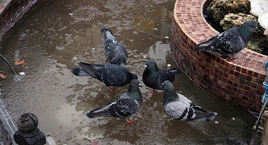 Trakya'da kar, yerini soğuk havaya bıraktı