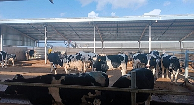 Vize İlçesinde İthal Edilen Damızlık Sığırların İşlemleri Devam Ediyor