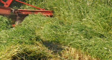 Yem Bitkileri Desteği İcmalleri Askıya Çıkarıldı