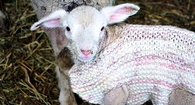 Yeni doğan kuzularını dondurucu soğuktan korumak için kazak giydirdi