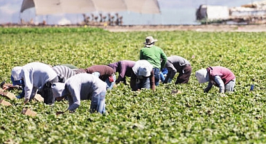 1500 Tarım İşçisi Alınacak
