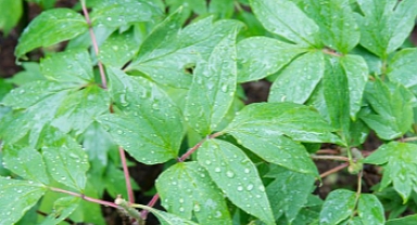 Baharın İkinci Habercisi Cemre Suya Düştü