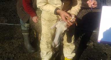 Demirköy İlçesinde 2023 Yılı Anaç Koyun ve Keçi Destekleme Tespitleri Tamamlandı