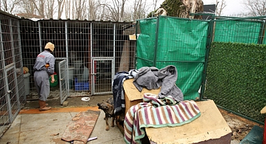 Edirne’de barınaktan mama, battaniye ve halı çalındı