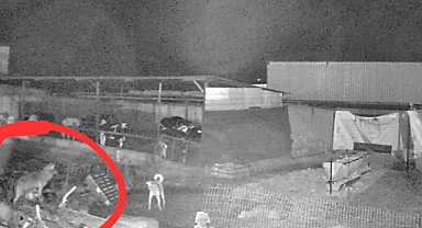 Edirne'de kurtlar indikleri köylerde 10 koyunu öldürdü