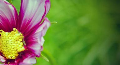 İlk Cemre Havaya Düştü