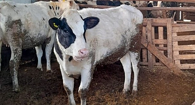 Lüleburgaz'da İthal Besilik Sığır Talepleri İçin Kapasite Değerlendirmesi Yapılıyor