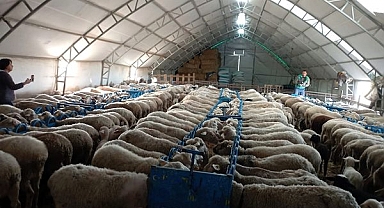 Mavidil Hastalığına Karşı BLU-T4 Etvac Aşısı Uygulanıyor