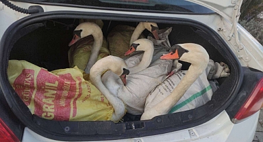 Otomobilde 6 kuğu ele geçirildi, 3 kişiye 170 bin lira ceza kesildi