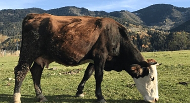 Süt ve Süt Ürünleri Üretimi Verileri Yayınlandı
