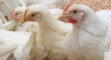 TÜİK Kümes Hayvancılığı Verilerini Paylaştı