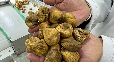 Türkiye organik ürün ihracatında 1 milyar dolar sınırını aştı