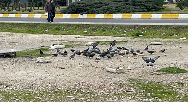 Vatandaşlar güvercinler için kanatlarını gerdi