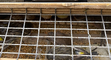 Yolcu otobüsünde 589 kuş ele geçirildi; sürücüye 4 milyon lira ceza