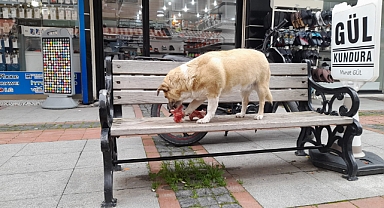 Babaeski Esnafından Sokak Hayvanlarına Örnek Destek