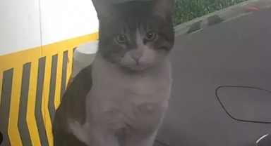 Başakşehir'de kediyi tekmeleyerek öldüren sanığa iyi hal indirimiyle 2 yıl 6 ay hapis cezası