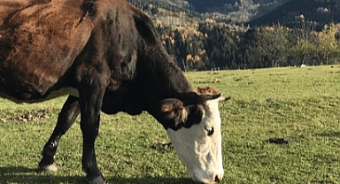 Büyükbaş Şap Aşılama Programı Devam Ediyor