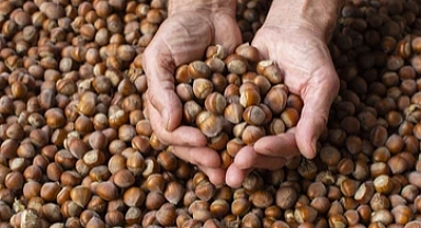 TÜİK'in 2023 Bitkisel Ürün Denge Tabloları: Fındık ve Tahıl Üretiminde Önemli Gelişmeler