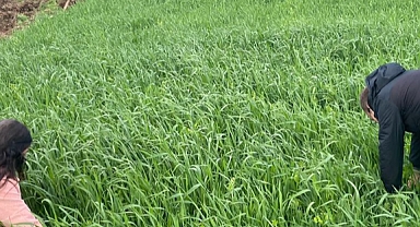 Pınarhisar'da Buğday Tarlalarında İnceleme: Hastalık ve Gelişim Gözlemlendi