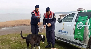 Jandarma, Gala Gölü'ndeki sahipsiz hayvanları besledi