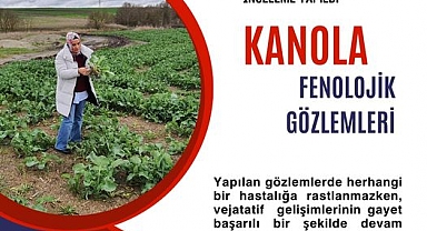 Babaeski İlçe Tarım ve Orman Müdürlüğü’nden Kanola Tarımında Başarı