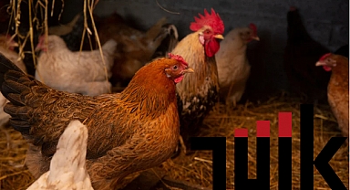 Ocak 2024'te Kümes Hayvancılığı Sektöründe Üretim Rekorları Kırıldı