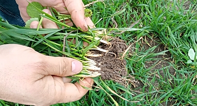 Lüleburgaz'da Buğday Tarlalarında Olumlu Gelişmeler: İlçe Tarım ve Orman Müdürlüğü'nden Güzel Haberler