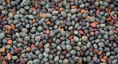 Menengiç Meyvesinin Sağlık Faydaları: Antioksidanlar ve Daha Fazlası