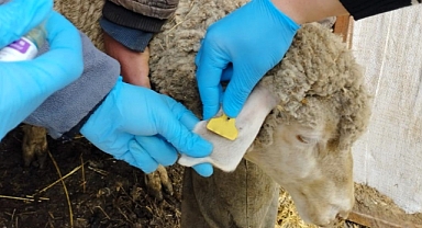 Pınarhisar İlçesi'nde Hayvancılık Destekleme Çalışmaları Devam Ediyor