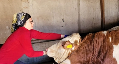 Babaeski İlçe Tarım ve Orman Müdürlüğü’nden Hayvan Sağlığına Yönelik Önemli Çalışmalar