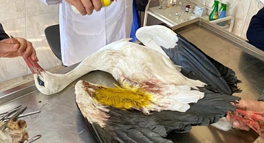 Babaeski’de Yaralı Leylek Sağlığına Kavuşuyor: Tedavi ve Koruma Süreci