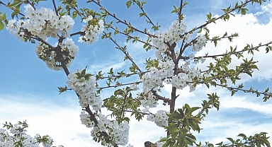 Baharın İlk İşaretleri Babaeski’de Çiçek Açtı!