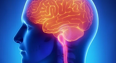 Beyin Sağlığını Destekleyen Besinler: Zihinsel Performansınızı Artıracak 6 Önemli Gıda